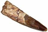 Fossil Spinosaurus Tooth - Real Dinosaur Tooth #305829-1